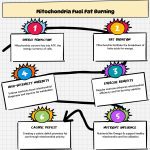 Diagram of mitochondria and fat-burning