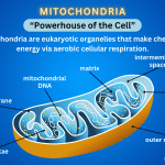 Recharge cellular energy by repairing mitochondria: sleep, nutrition, exercise, stress reduction and toxin avoidance to restore vitality.